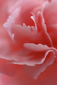 Dianthus: Carnation