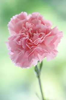 Dianthus: Carnation
