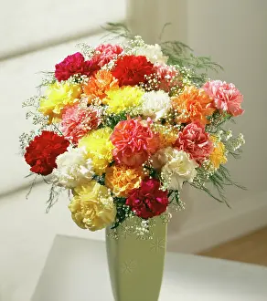 Asparagus: Carnation