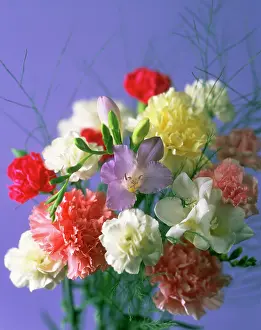 Dianthus: Carnation