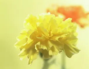 Dianthus: Carnation