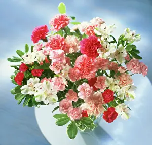 Dianthus: Carnation
