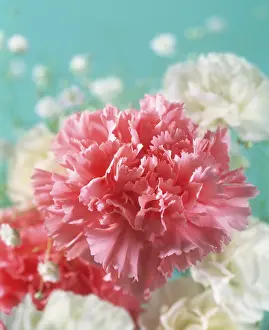 Dianthus: Carnation