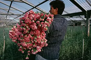 Dianthus: Carnation