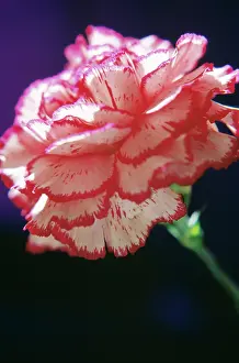 Dianthus: Carnation