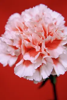 Dianthus: Carnation