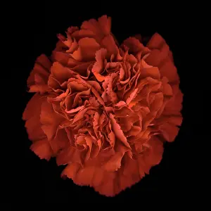 Dianthus: Carnation
