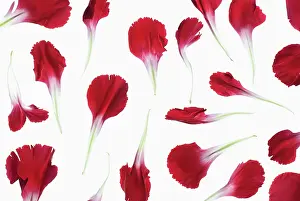 Dianthus: Carnation