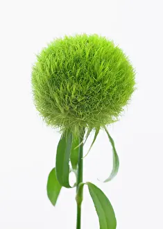 Trick: Carnation