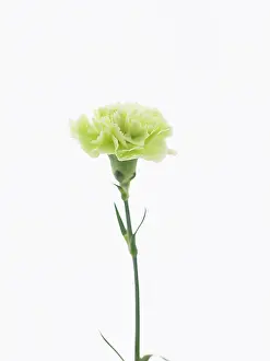 Dianthus: Carnation