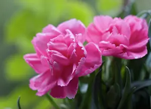Dianthus: Carnation
