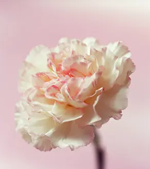 Feminine: Carnation