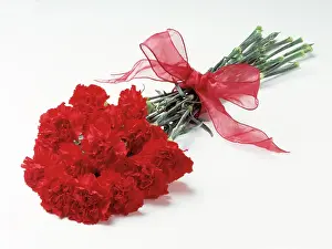 Valentines: Carnation