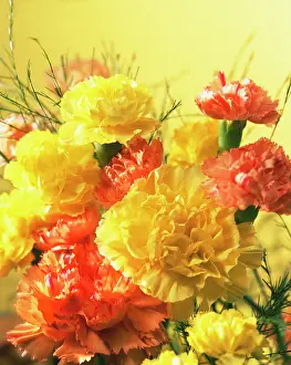 Bold: Carnation