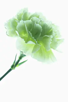 Dianthus: Carnation, Dianthus caryophyllus