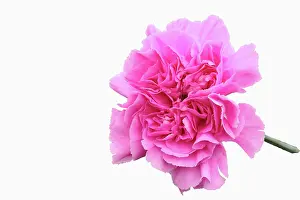 Tender: Carnation Golem, Dianthus caryophyllus Golem