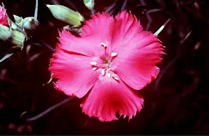 D. W. Greenslade: Carnation - single flower