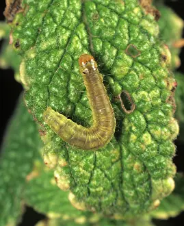 Mentha: Carnation tortrix caterpillar