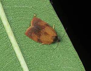 Tortricidae: Carnation tortrix moth