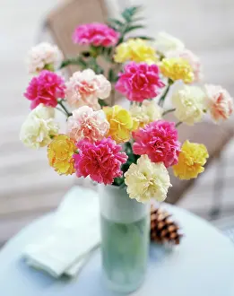 Dianthus: Carnation, various pink cream and yellow Dianthus