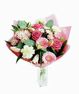 Dianthus: Carnation, white Dianthus with pinnk chrysathemems