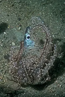 Herrings: Carnivorous Anemone - the fish is being eaten alive