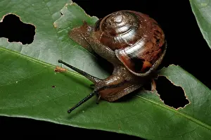 Damaging: Carnivorous Rainforest Snail (Strangesta sp.)