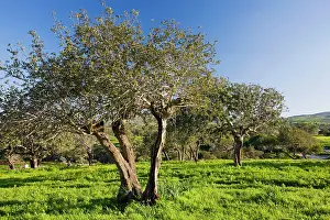 Cyrpus: Carob orchard - near Akamas