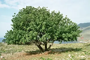 Carobs: CAROB tree - Fodder and food tree