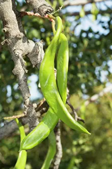 Carobs: Carob Tree with ripening fruits Cyprus