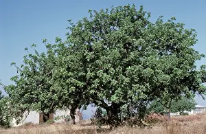 Cyprus: Carob trees (Ceratonia siliqua), Cyprus