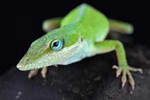 Carolinensis: The Carolina anole (Anolis carolinensis) is an arboreal