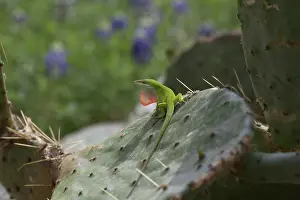 Dewlap: Carolina anole male displaying