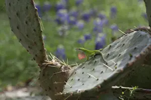 Dewlap: Carolina anole male displaying