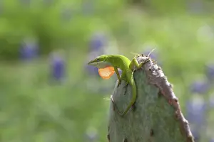 Dewlap: Carolina anole male displaying