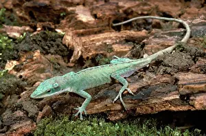 Changing: Carolina Anole Sequence