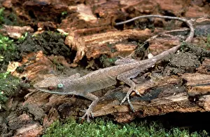Changing: Carolina Anole Sequence