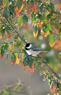 Poecile: Carolina Chickadee