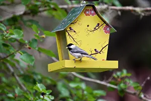 Poecile: Carolina Chickadee (Poecile carolinensis)