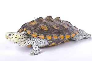 Anapsida: Carolina diamondback terrapin (Malaclemys terrapin