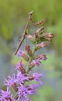 Blazing: Carolina Mantid