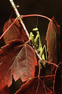 Dictyoptera: Carolina Mantis