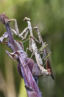 Preying: Carolina Mantises