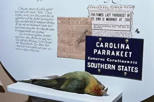 Taxidermy: Carolina Parakeet