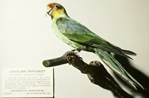 Taxidermy: Carolina Parakeet (extinct)