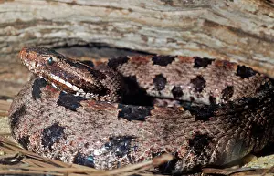 Pigmy: Carolina Pigmy Rattlesnake