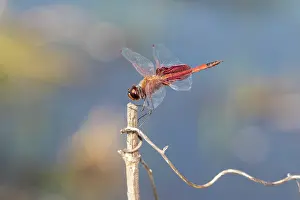Glider: Carolina Saddlebags male