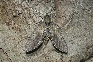 Tobacco: Carolina sphinx moth
