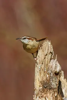 Thryothorus: Carolina Wren