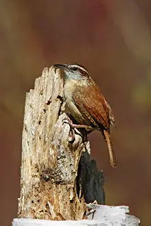 Thryothorus: Carolina Wren
